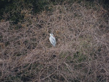 Grey Heron 北勢中央公園 Sun, 3/13/2022