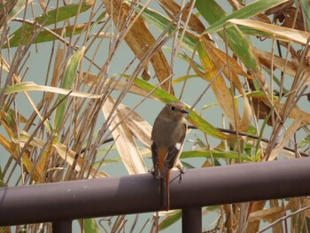 ジョウビタキ 北勢中央公園 2022年3月13日(日)