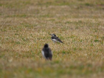 White Wagtail 北勢中央公園 Sun, 3/13/2022