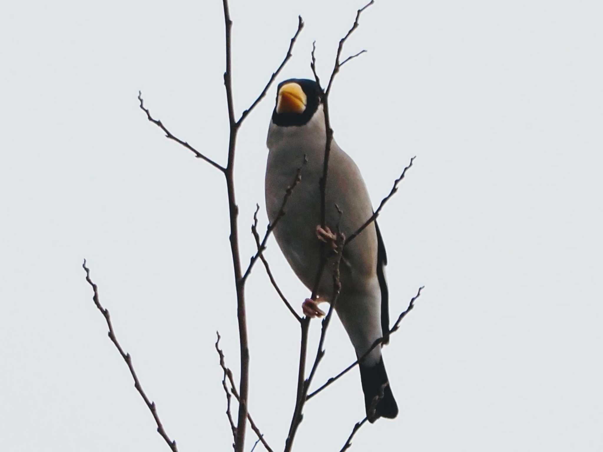 Photo of Japanese Grosbeak at 摩耶山 by 摩耶山55