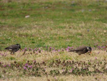 White-cheeked Starling 北勢中央公園 Sun, 3/13/2022