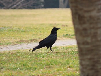 ハシボソガラス 北勢中央公園 2022年3月13日(日)