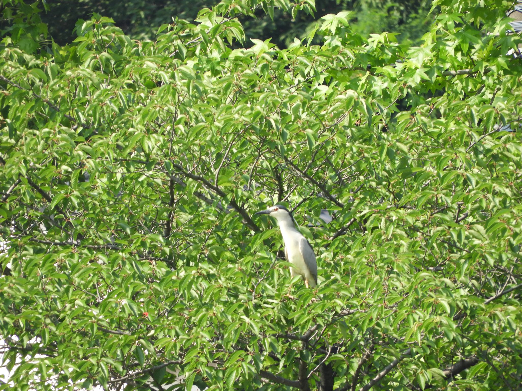 Photo of Black-crowned Night Heron at 名古屋市緑区 by ヨゼフ