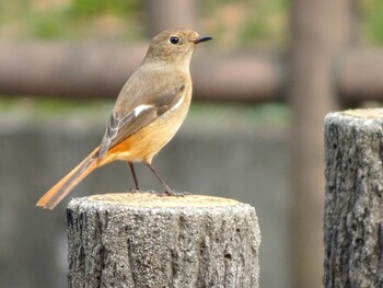 Sun, 3/13/2022 Birding report at 泉の森公園