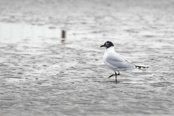 ズグロカモメ ふなばし三番瀬海浜公園 2022年3月13日(日)