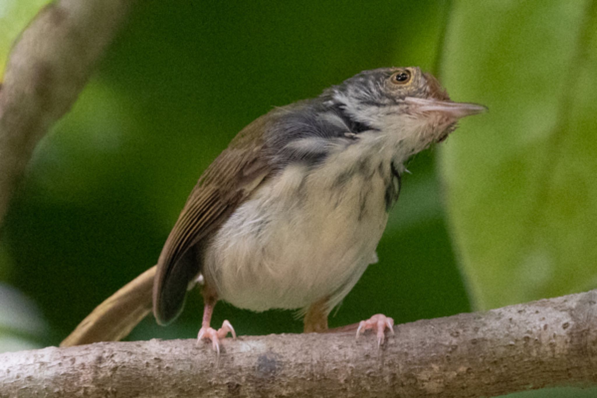 Photo of Common Tailorbird at Singapore Botanic Gardens by T K