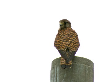 Common Kestrel Nabeta Reclaimed land Wed, 10/18/2017