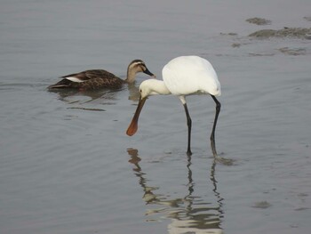 2022年3月13日(日) 藤前干潟の野鳥観察記録