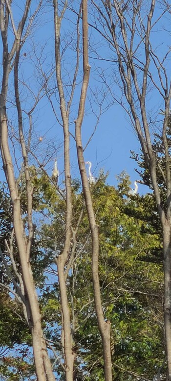 アオサギ 静岡県東部 2022年3月13日(日)