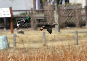 2022年3月13日(日) 明見湖の野鳥観察記録