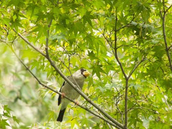 イカル 前田公園 2017年10月1日(日)