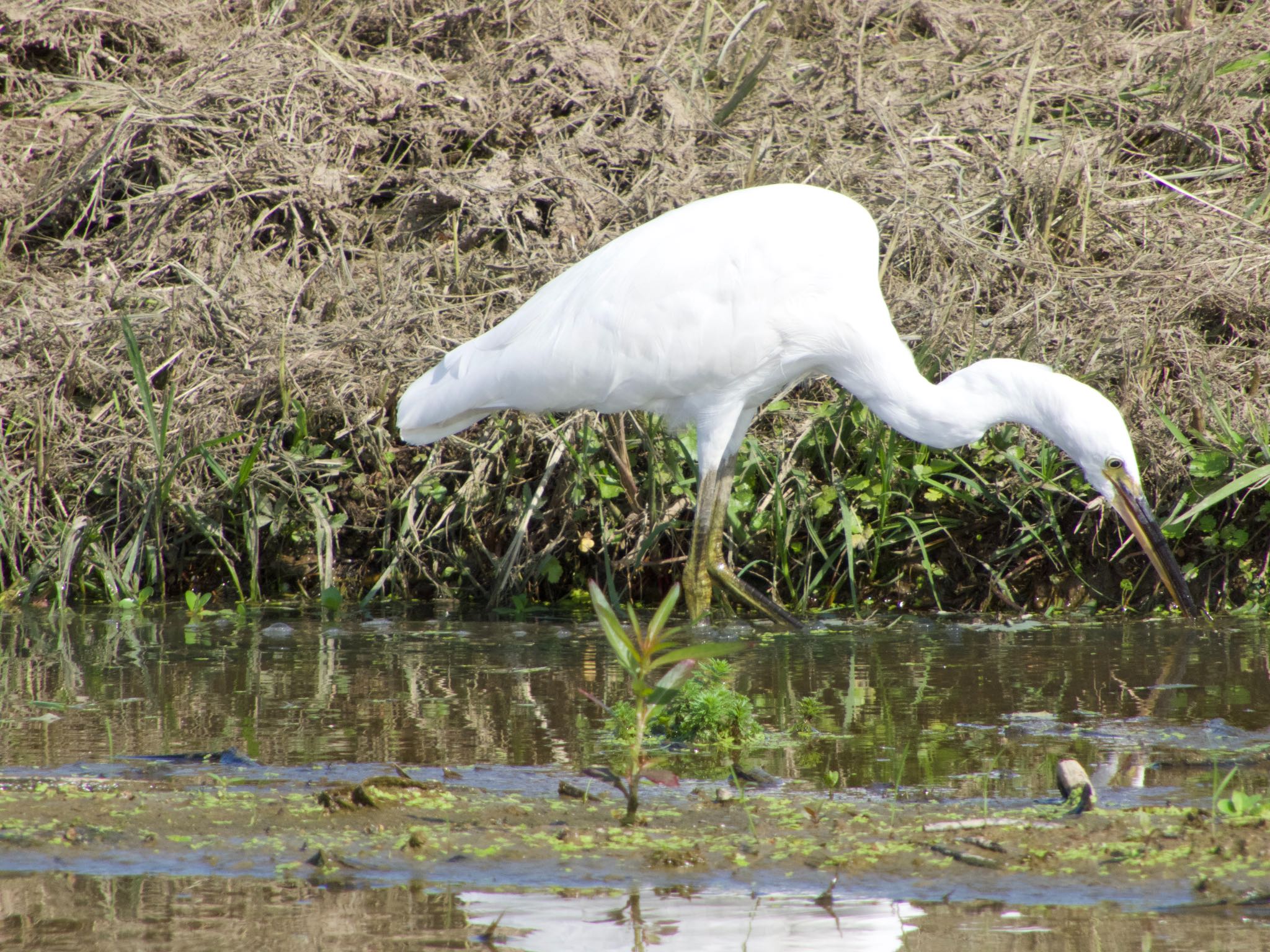 Photo of Little Egret at 愛知県愛西市立田町 by ヨゼフ