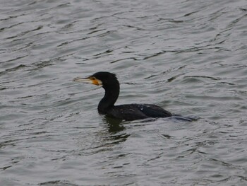 Great Cormorant 福岡県春日市白水大池公園 Thu, 3/10/2022