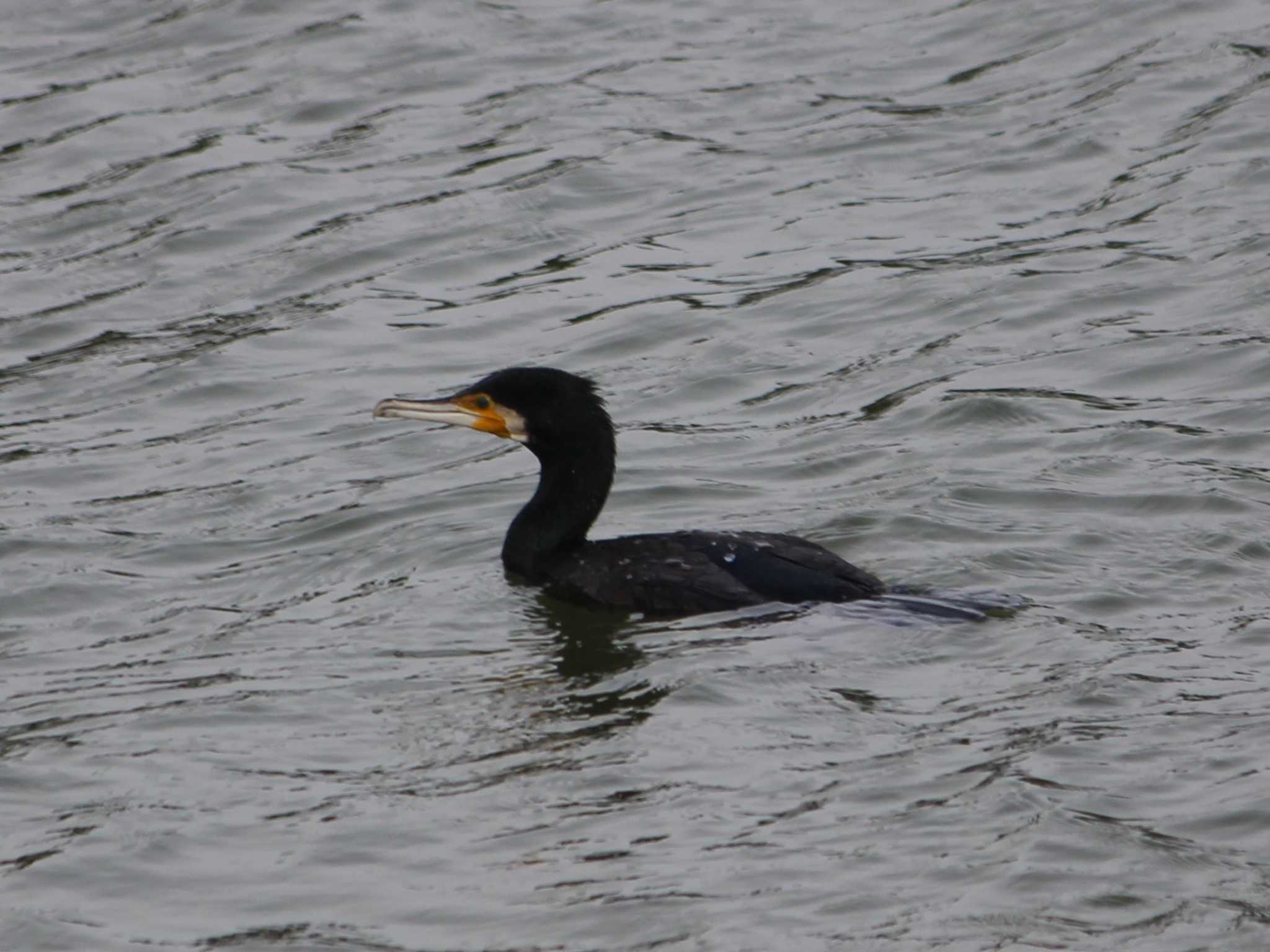 Photo of Great Cormorant at 福岡県春日市白水大池公園 by momochan