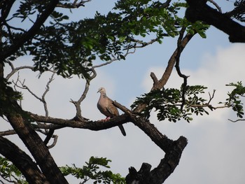 Spotted Dove シンガポール Mon, 7/24/2017