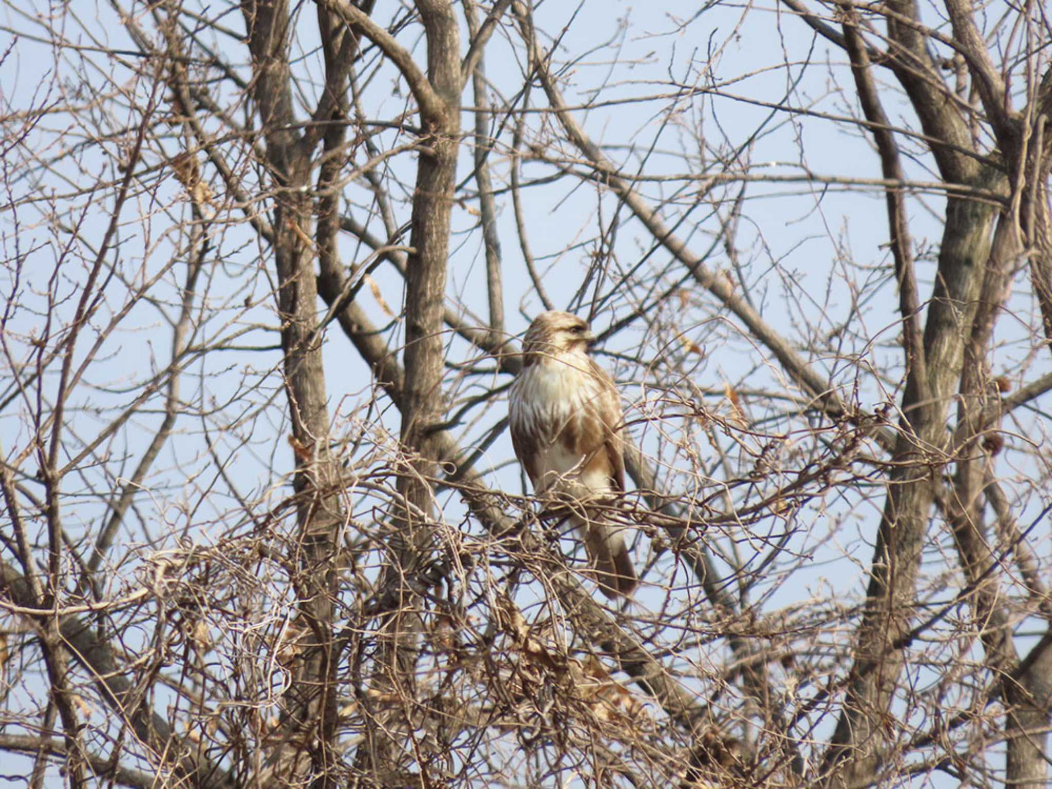 大麻生野鳥の森公園 ノスリの写真 by Naomi♪