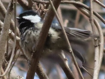 Coal Tit Hayatogawa Forest Road Sun, 3/13/2022