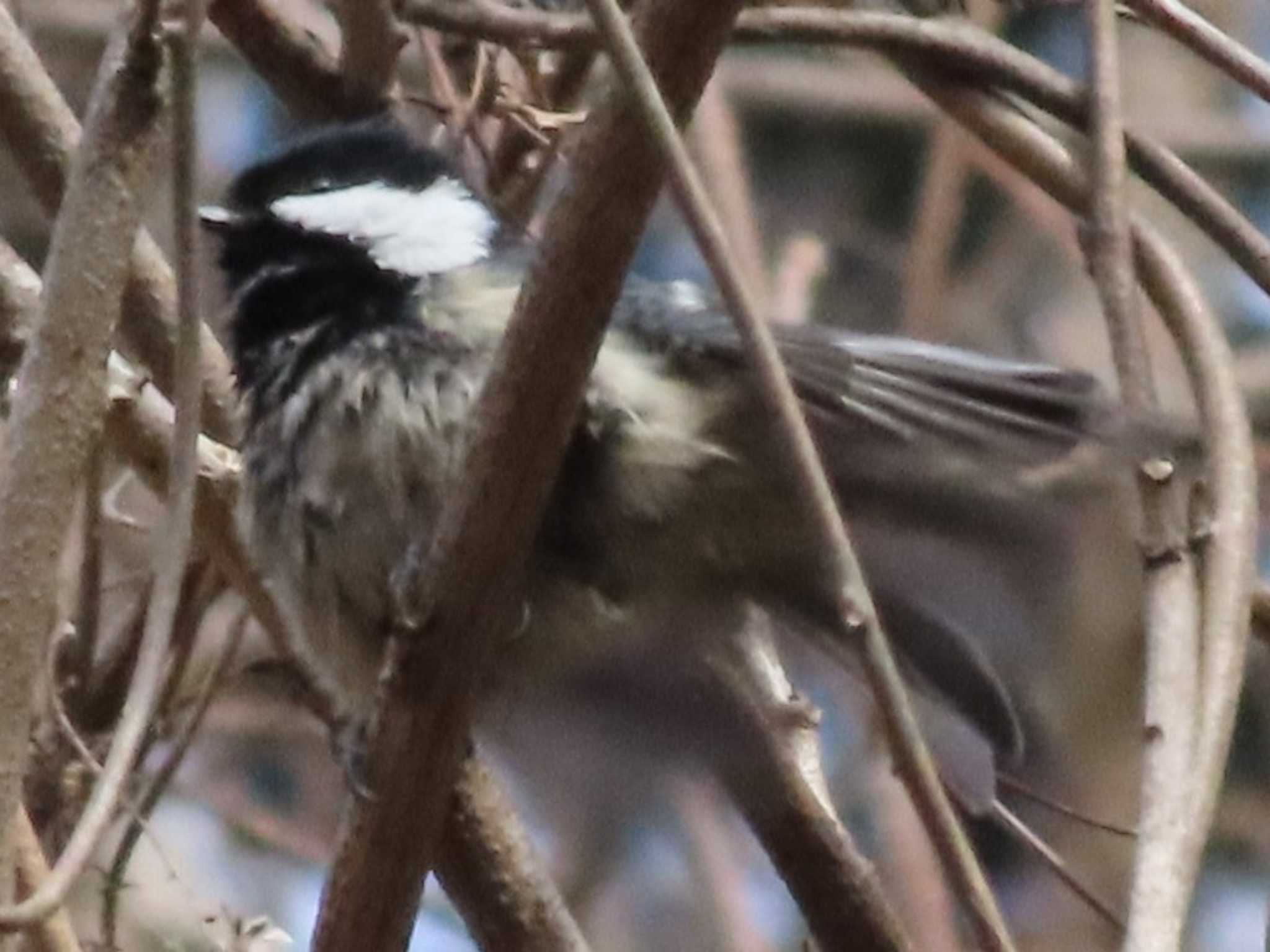 Photo of Coal Tit at Hayatogawa Forest Road by ふんどし