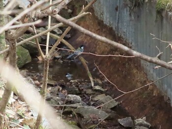 Brambling Hayatogawa Forest Road Sun, 3/13/2022