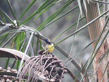 キバラタイヨウチョウ シンガポール植物園 2017年7月26日(水)