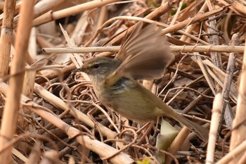 ウグイス 舎人公園 2022年3月13日(日)