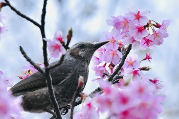 ムクドリ 舎人公園 2022年3月13日(日)