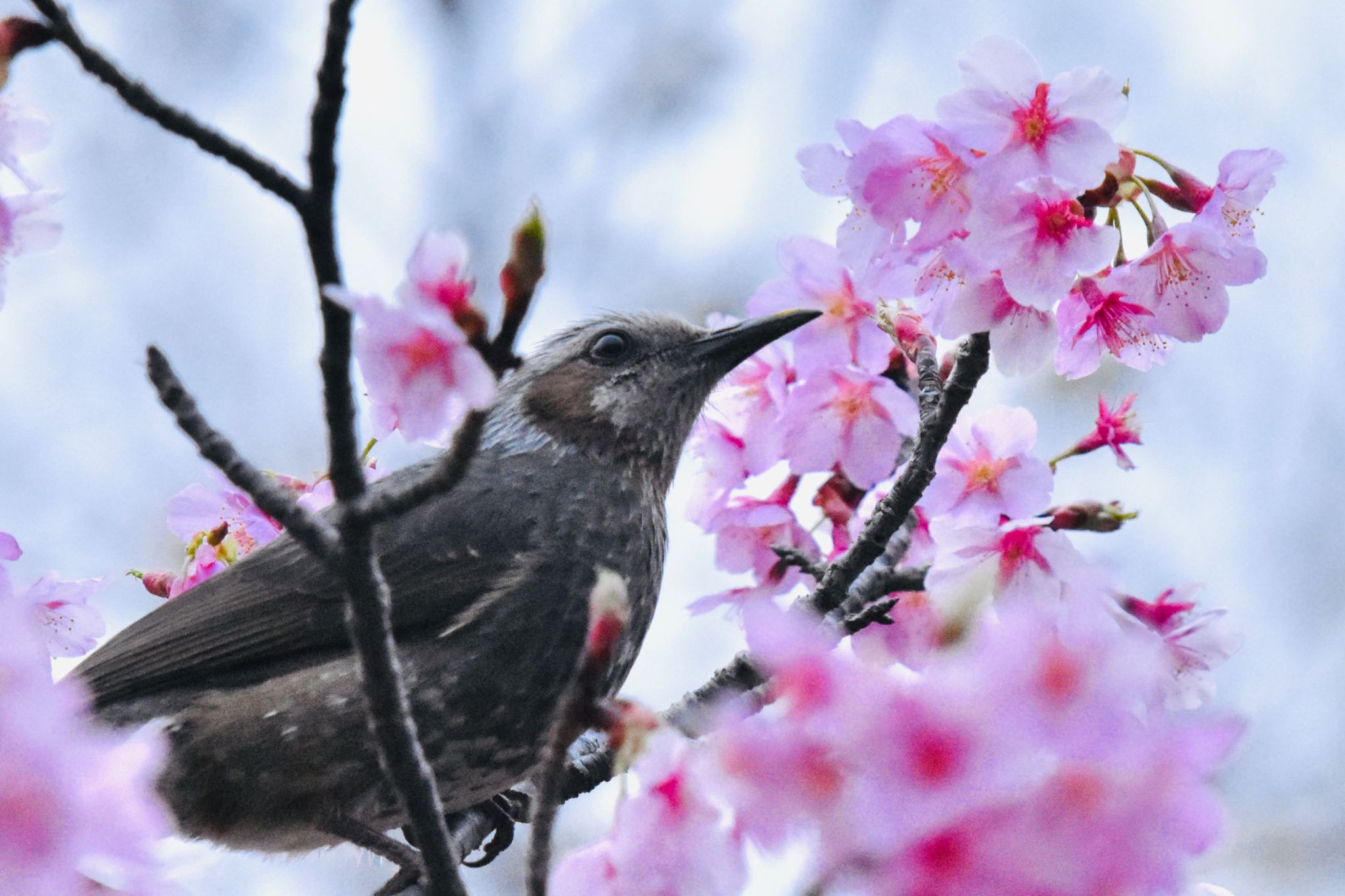 桜と一緒🌸 by mochi17
