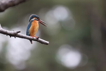 カワセミ 善福寺公園 2022年3月13日(日)