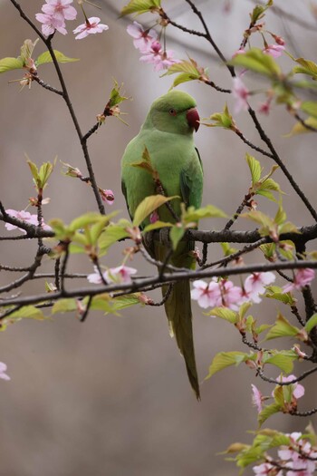 Rose-ringed Parakeet Unknown Spots Sun, 3/13/2022