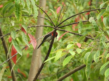 Crimson Sunbird Singapore Botanic Gardens Wed, 7/26/2017