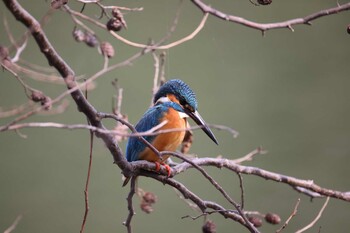 カワセミ 善福寺公園 2022年3月13日(日)