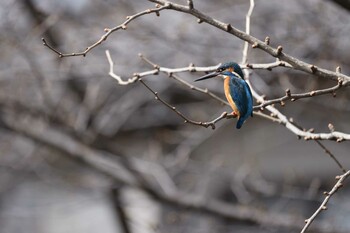 カワセミ 善福寺公園 2022年3月13日(日)