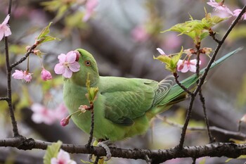 Rose-ringed Parakeet 善福寺公園 Sun, 3/13/2022