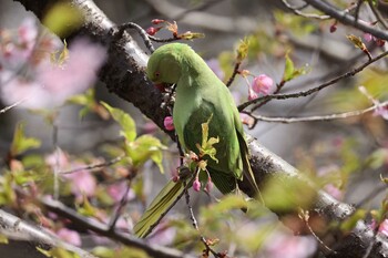 Rose-ringed Parakeet 善福寺公園 Sun, 3/13/2022