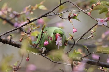 Rose-ringed Parakeet 善福寺公園 Sun, 3/13/2022