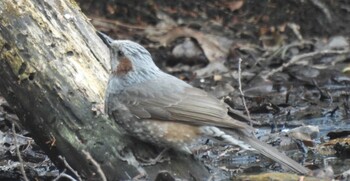 ヒヨドリ 大麻生野鳥の森公園 2022年3月13日(日)