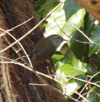 Japanese Bush Warbler Ooaso Wild Bird Forest Park Sun, 3/13/2022