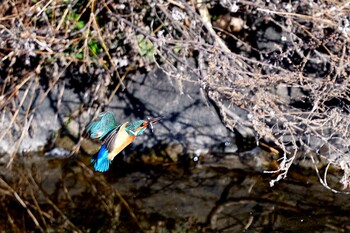 Common Kingfisher 甲府市 Thu, 3/3/2022