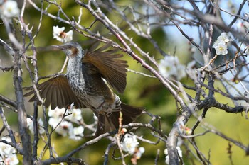 Brown-eared Bulbul 甲府市 Sun, 3/13/2022