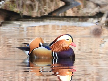 オシドリ 静岡県立森林公園 2022年3月13日(日)