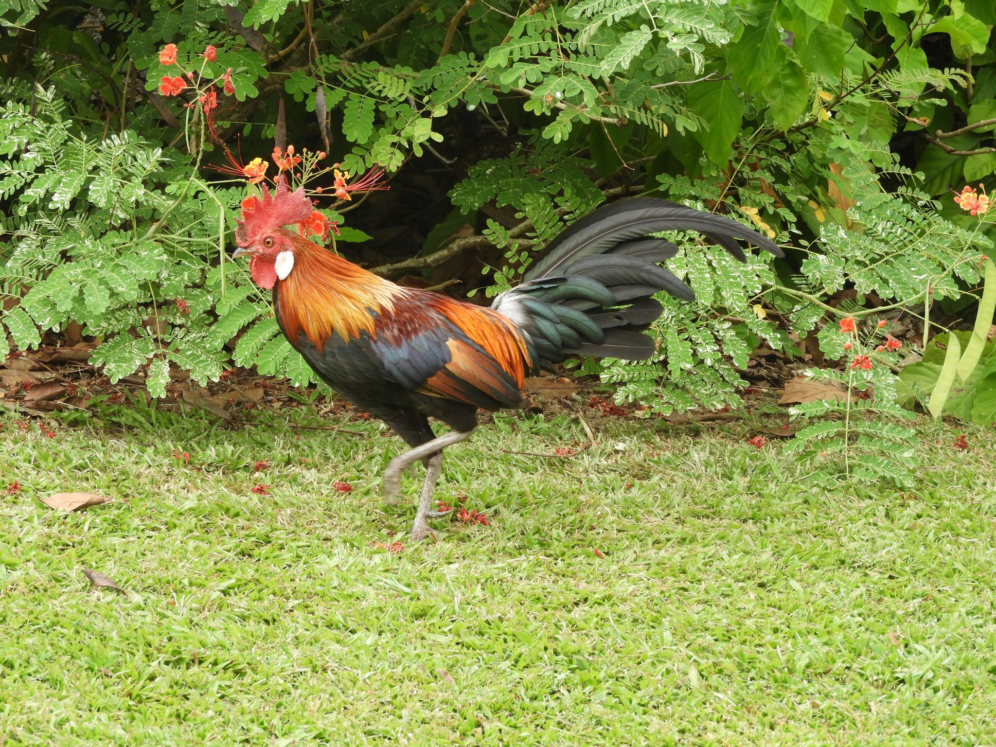 シンガポール植物園 セキショクヤケイの写真 by ヨゼフ