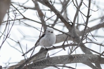 シマエナガ 真駒内公園 2022年3月7日(月)