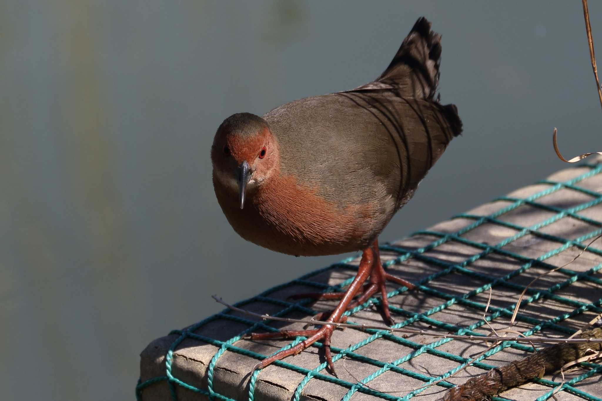 Photo of Ruddy-breasted Crake at 馬見丘陵公園 by SAKURA 8743