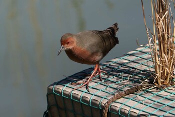 Ruddy-breasted Crake 馬見丘陵公園 Mon, 2/28/2022