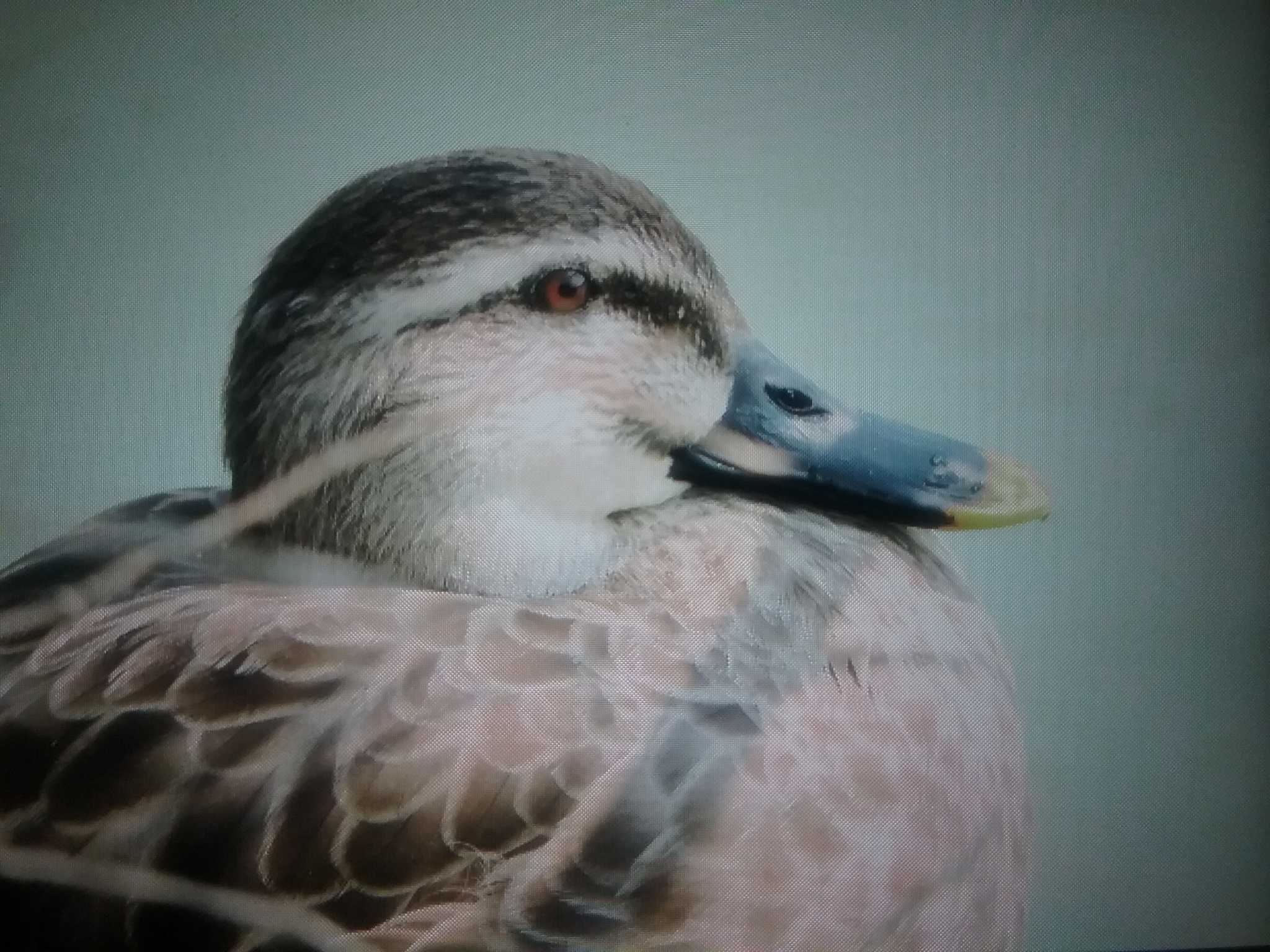 馬見丘陵公園 カルガモの写真