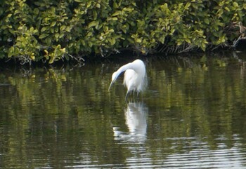 Great Egret 江津湖 Mon, 3/7/2022