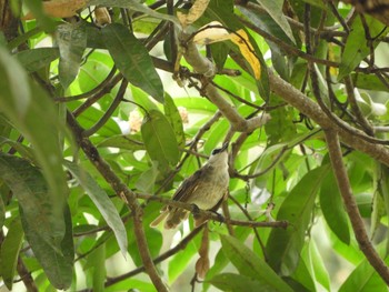 Yellow-vented Bulbul Singapore Botanic Gardens Wed, 7/26/2017