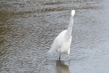 Great Egret 江津湖 Mon, 3/7/2022