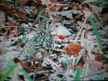 2022年3月12日(土) 馬見丘陵公園の野鳥観察記録