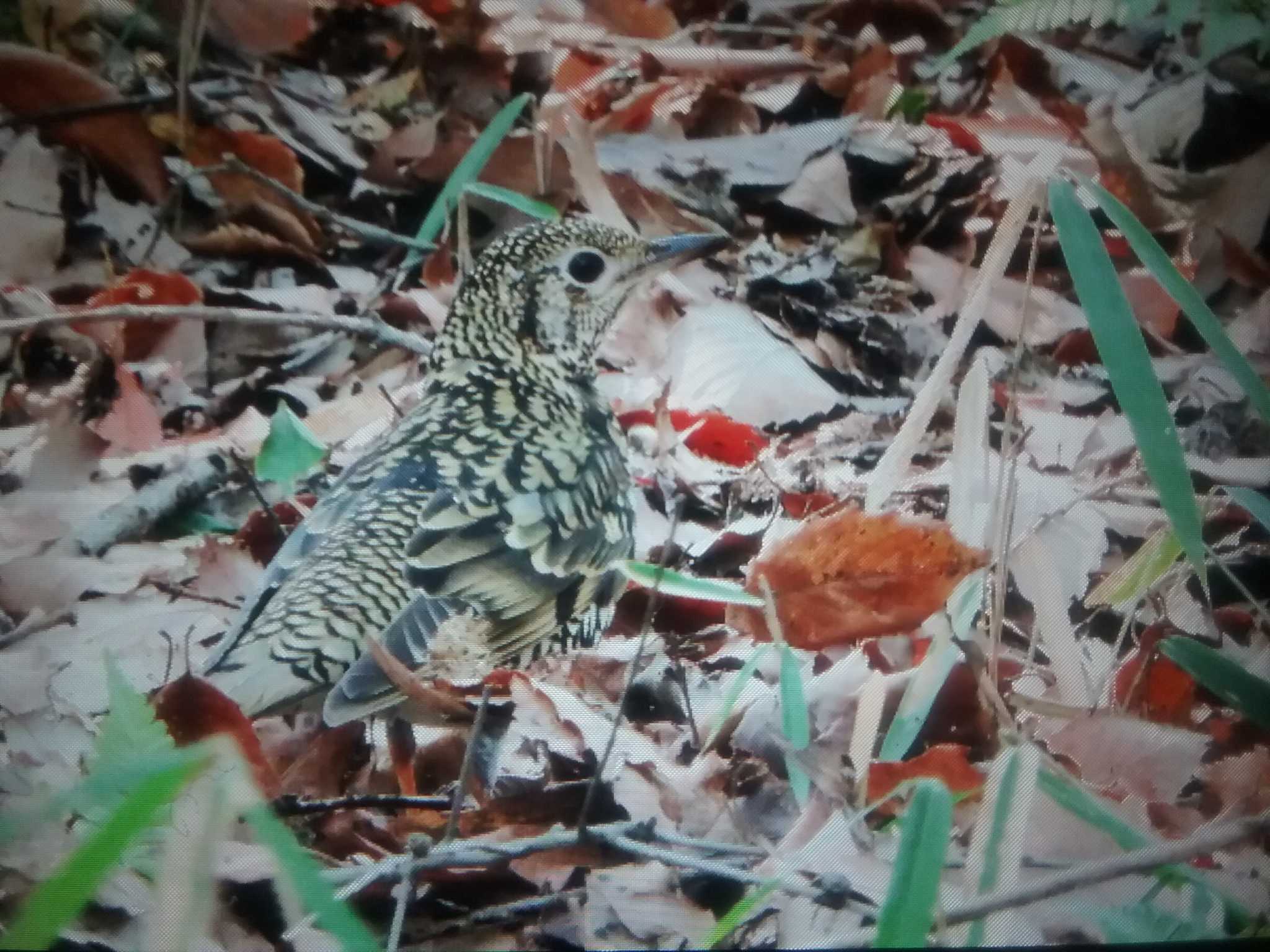 馬見丘陵公園 トラツグミの写真